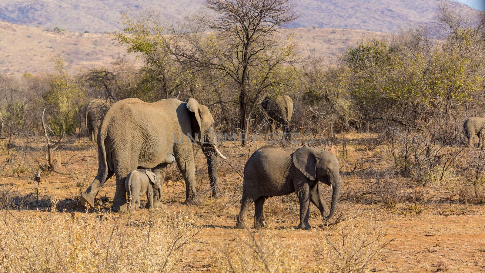 A small elephant herd wandering in the grasslands of South Africa's Pilanesberg National Park