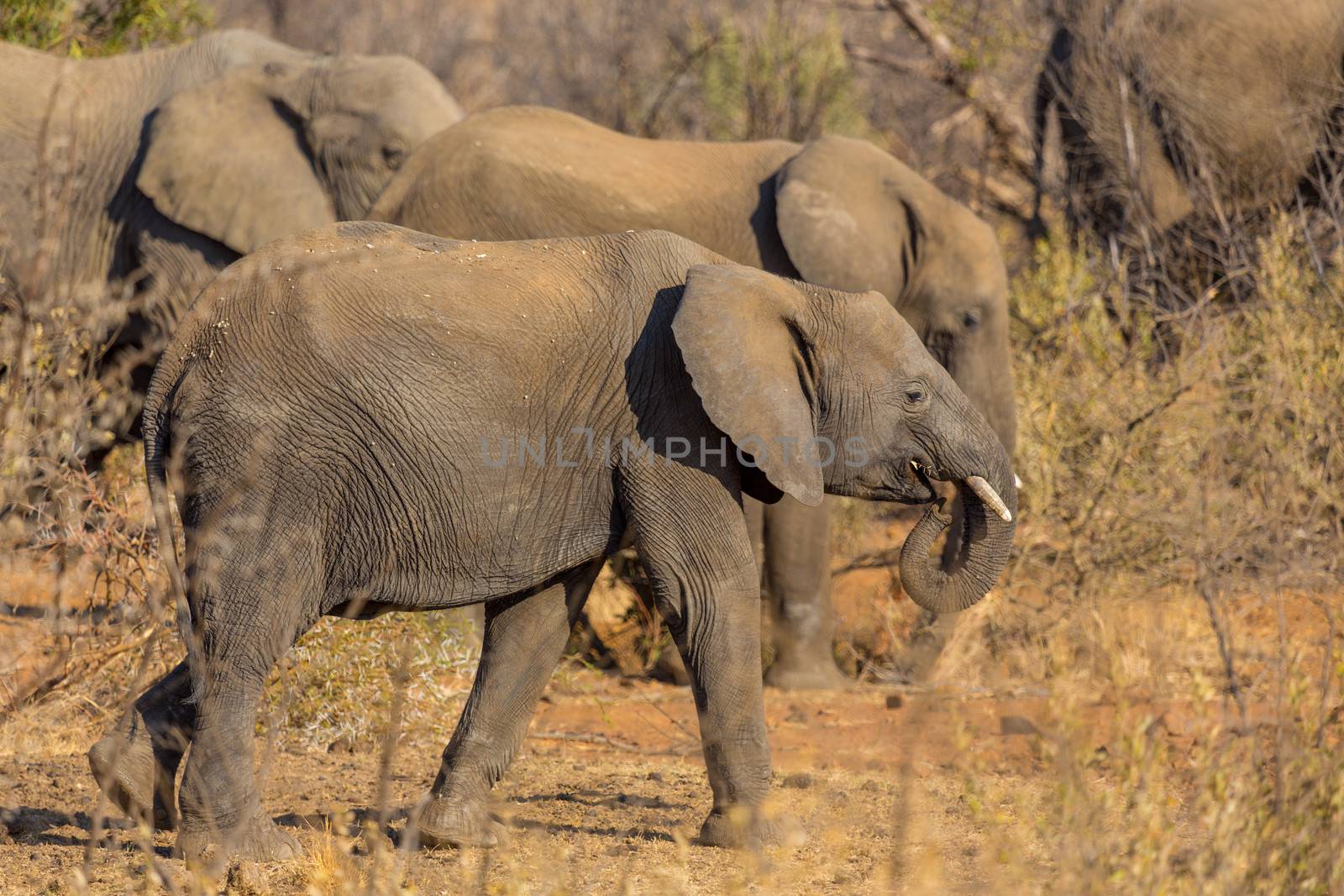 A small elephant herd wandering in the grasslands of South Africa's Pilanesberg National Park