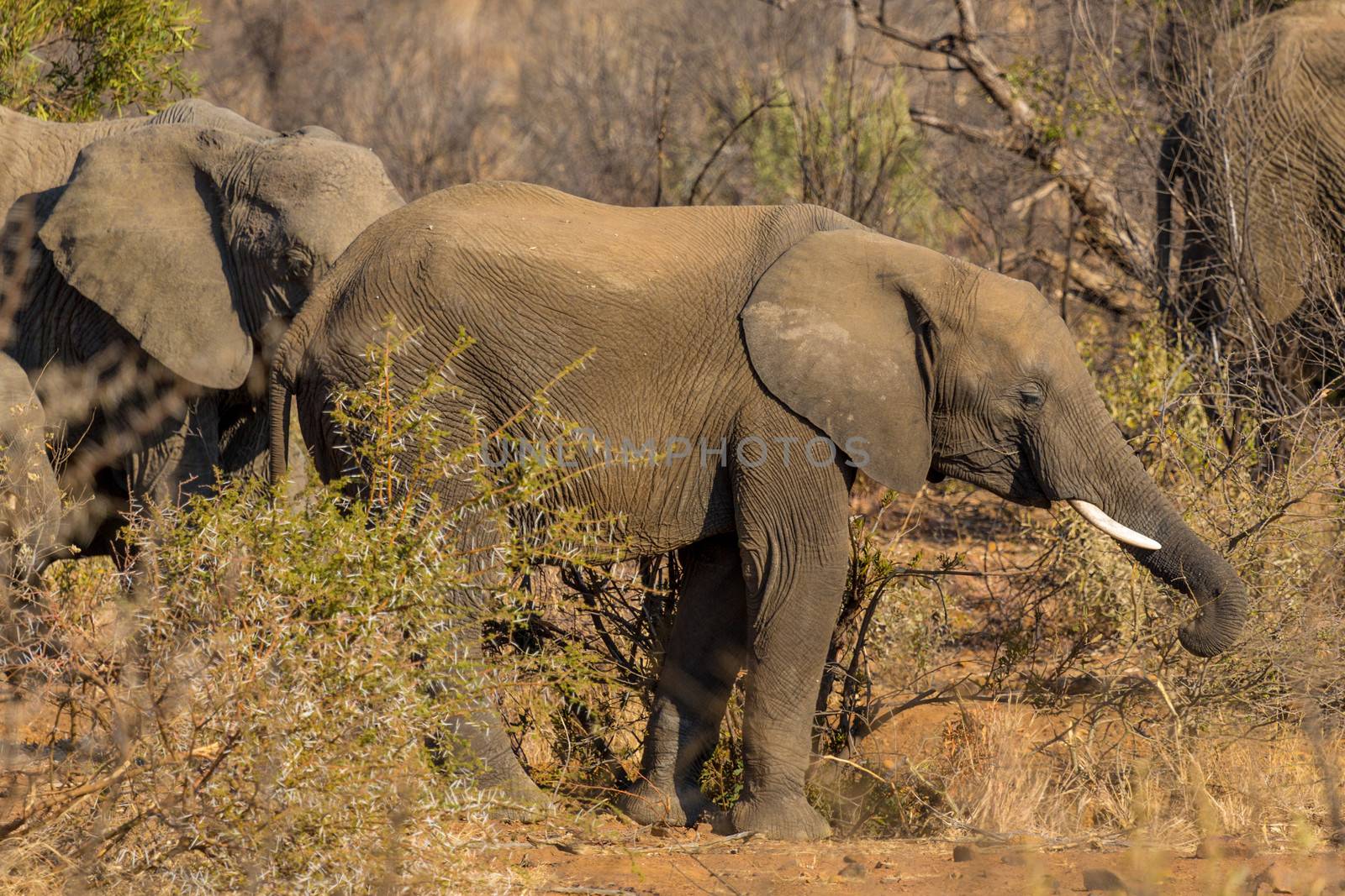 Two elephant wandering in the grasslands of South Africa's Pilanesberg National Park