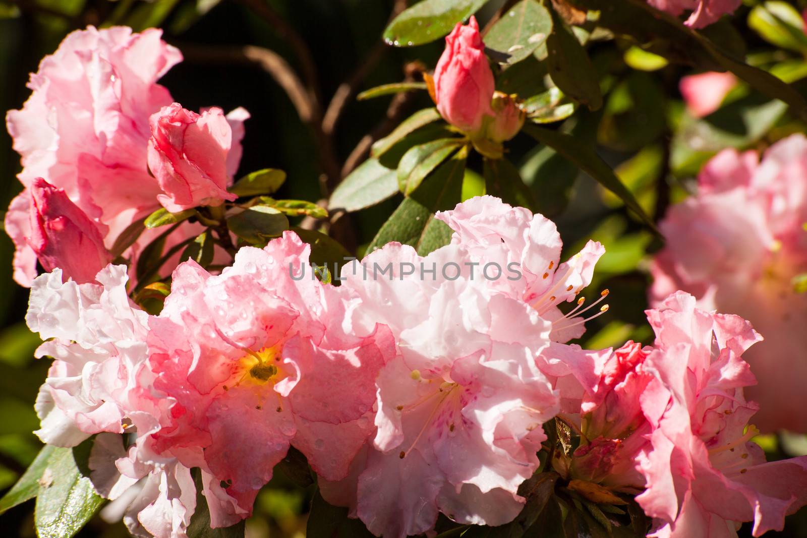 Pink Azalea (Rhododendron Sp.) by kobus_peche