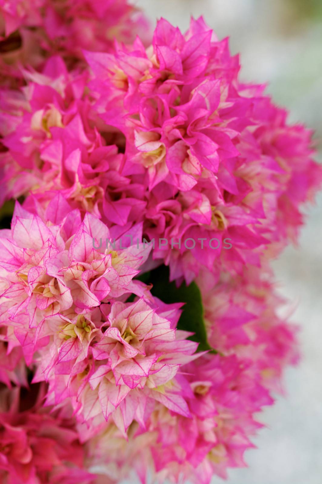 Beautiful Lush Pink Bougainvillea Thai Gold (Bougainvillea spectabilis) closeup