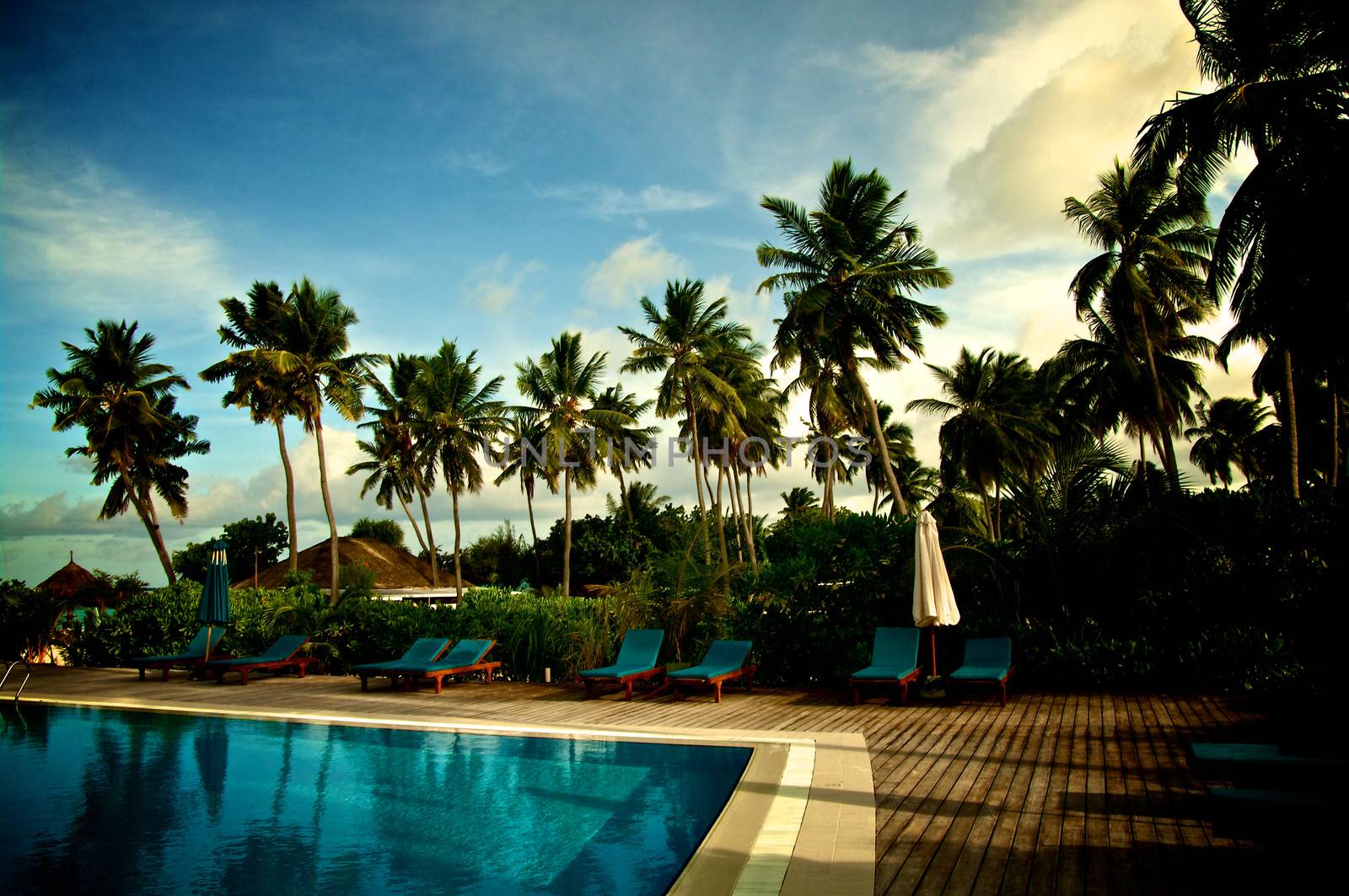 Beautiful Tropical Resort  Swimming Pool overlooking Palm Trees Outdoors