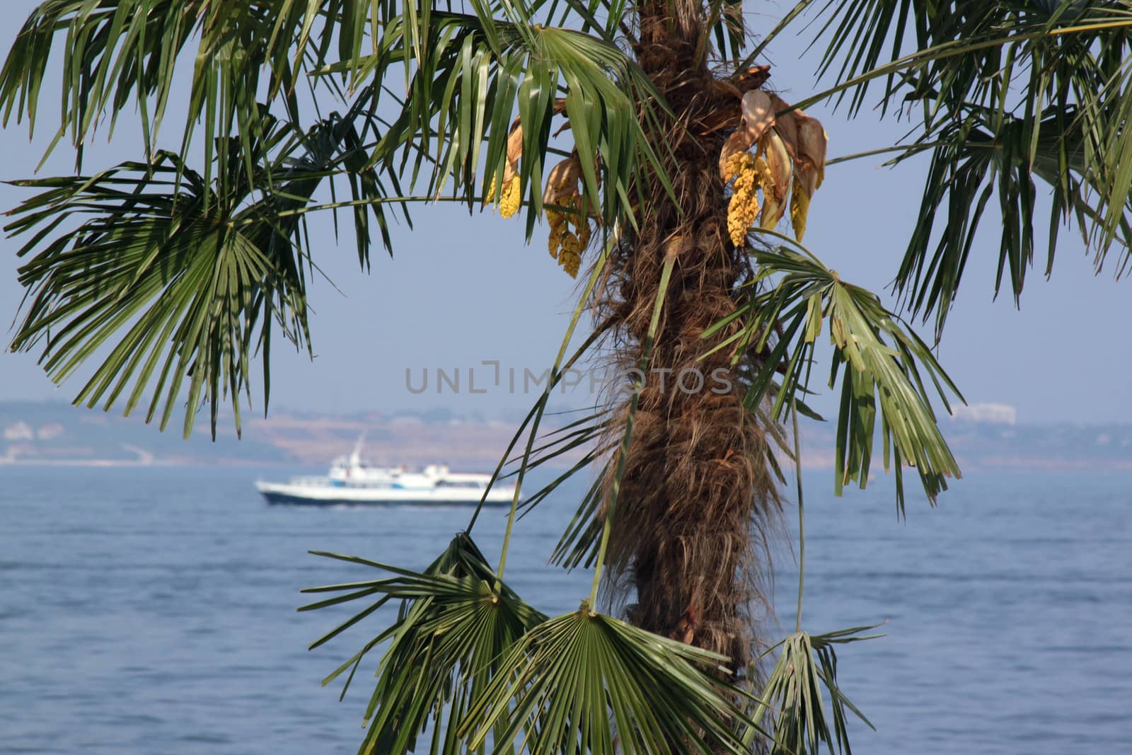 boat in sea behind palm tree