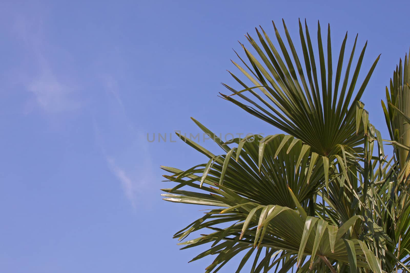 leaves of palm tree over blue sky