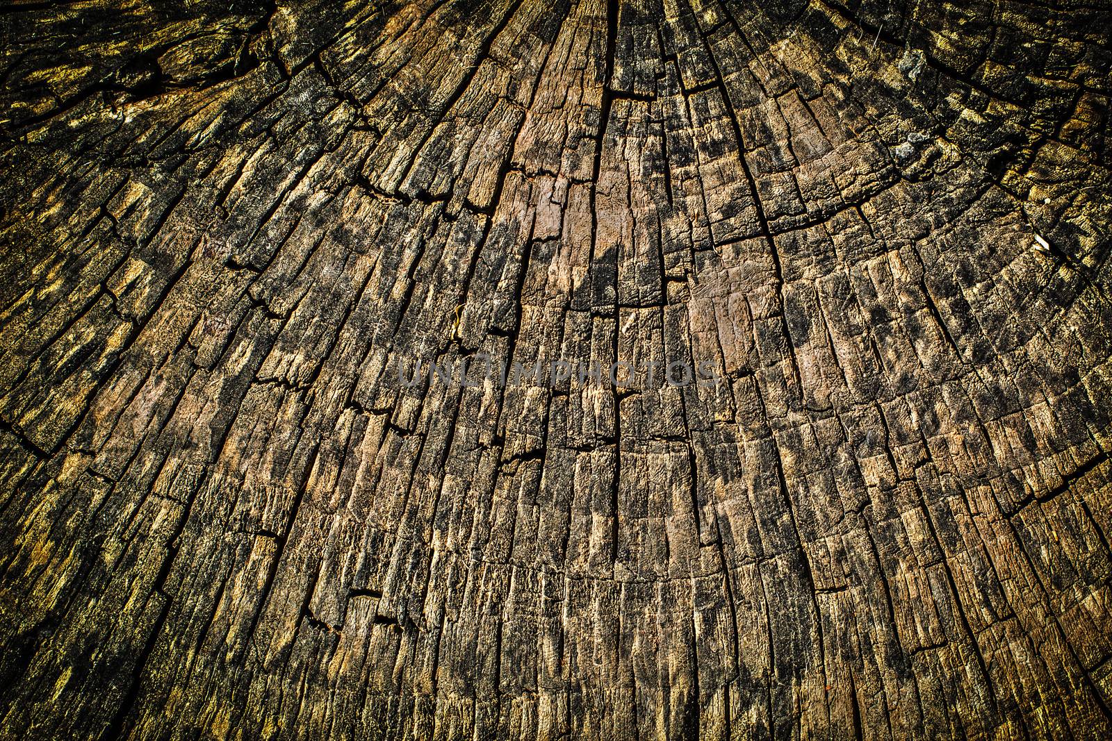 Grungy, detailed, cross section of a tree stump.