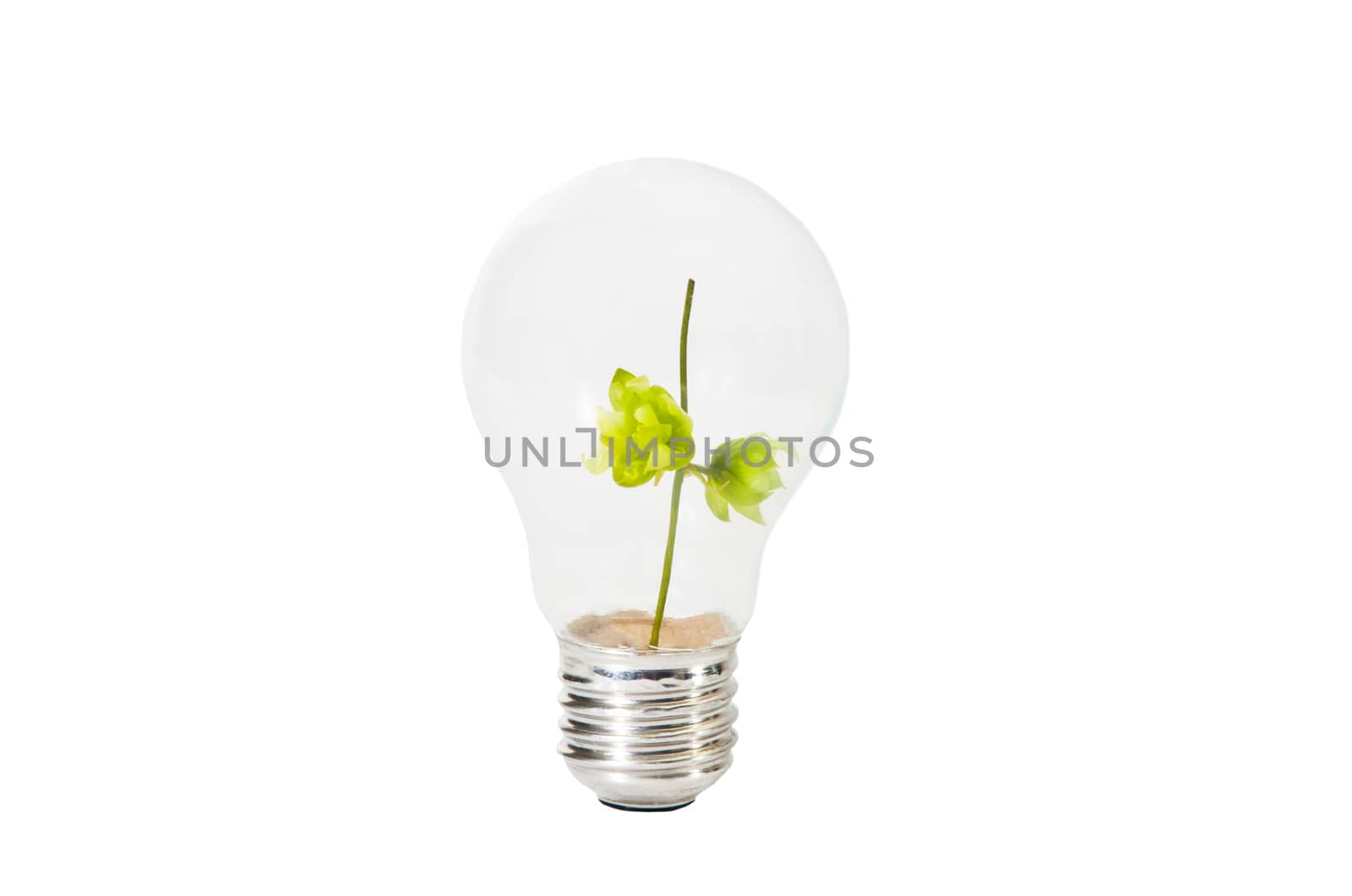 Light Bulb with green branch inside