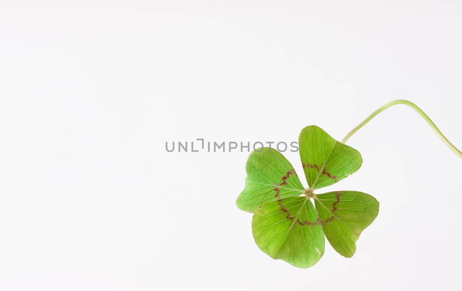 four leaves clover by ivto