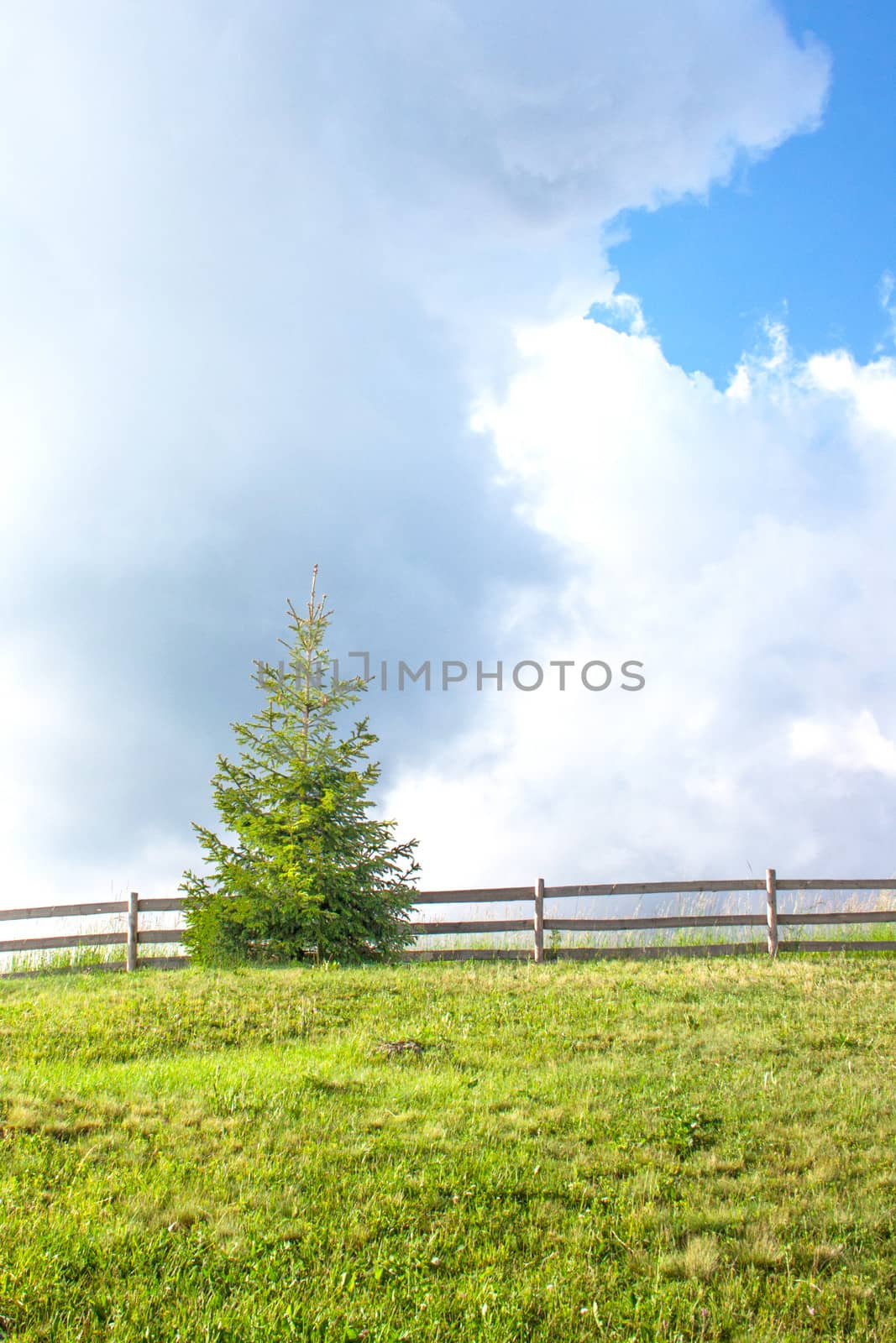 Green pine tree on a grass and sky on a background