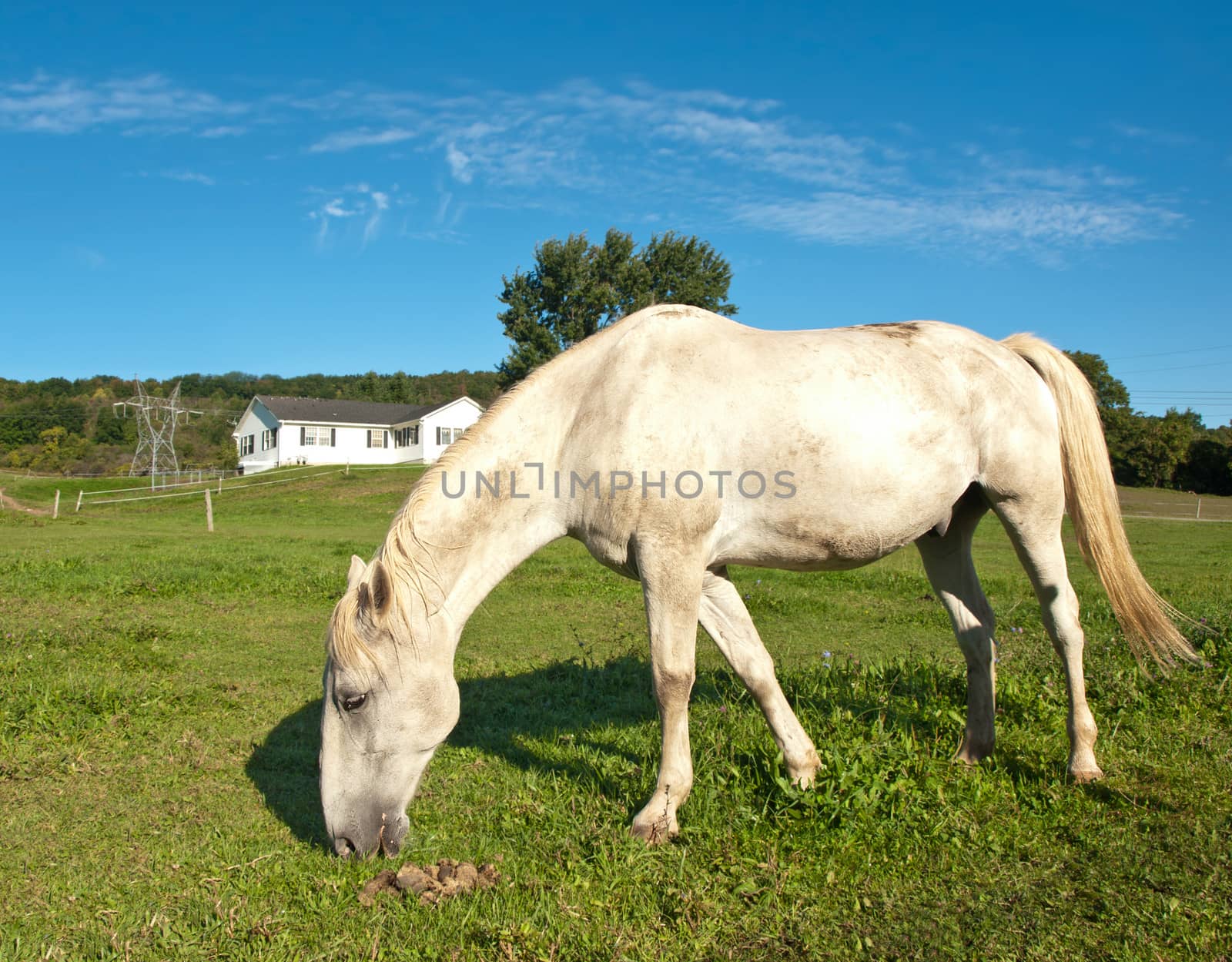 white horse grazing on a beautiful day