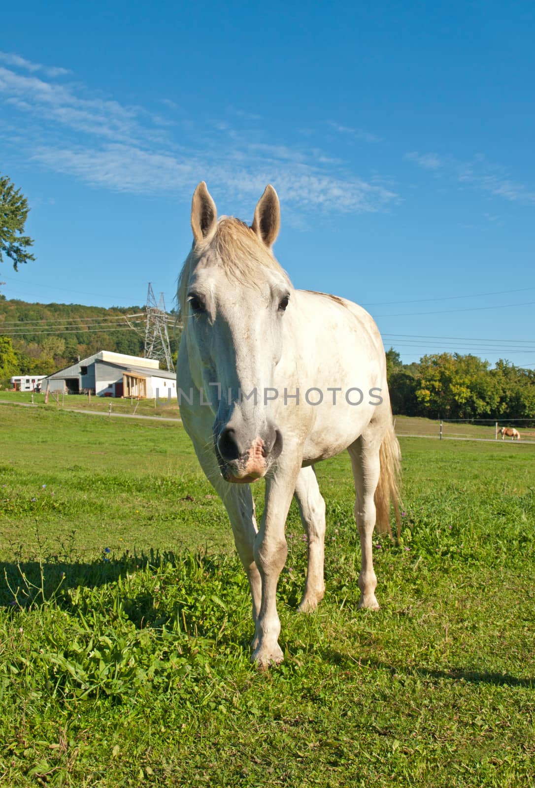 curious horse on a farm