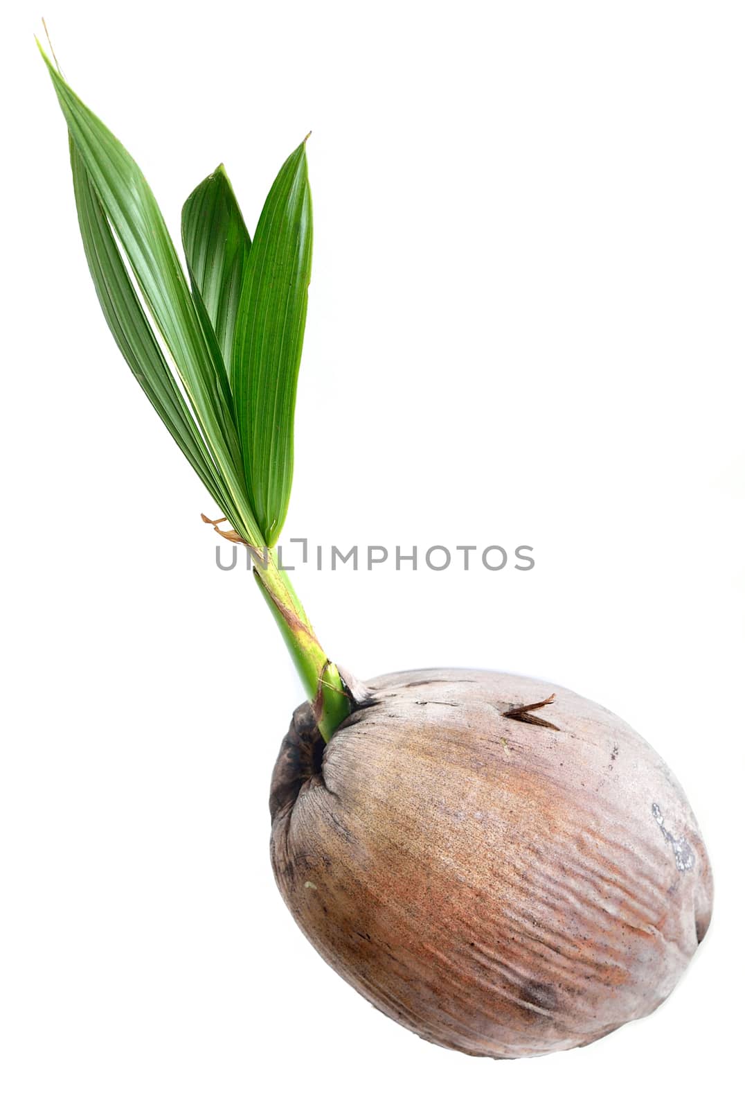 Young plant of coconut tree isolated by pixbox77