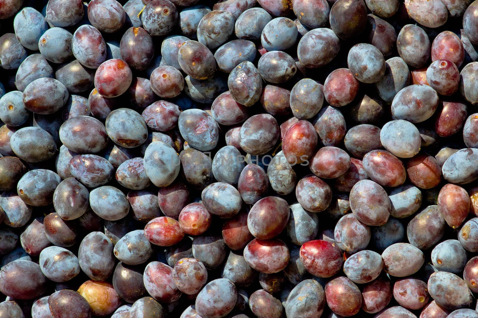 Stock of blue plum fruits