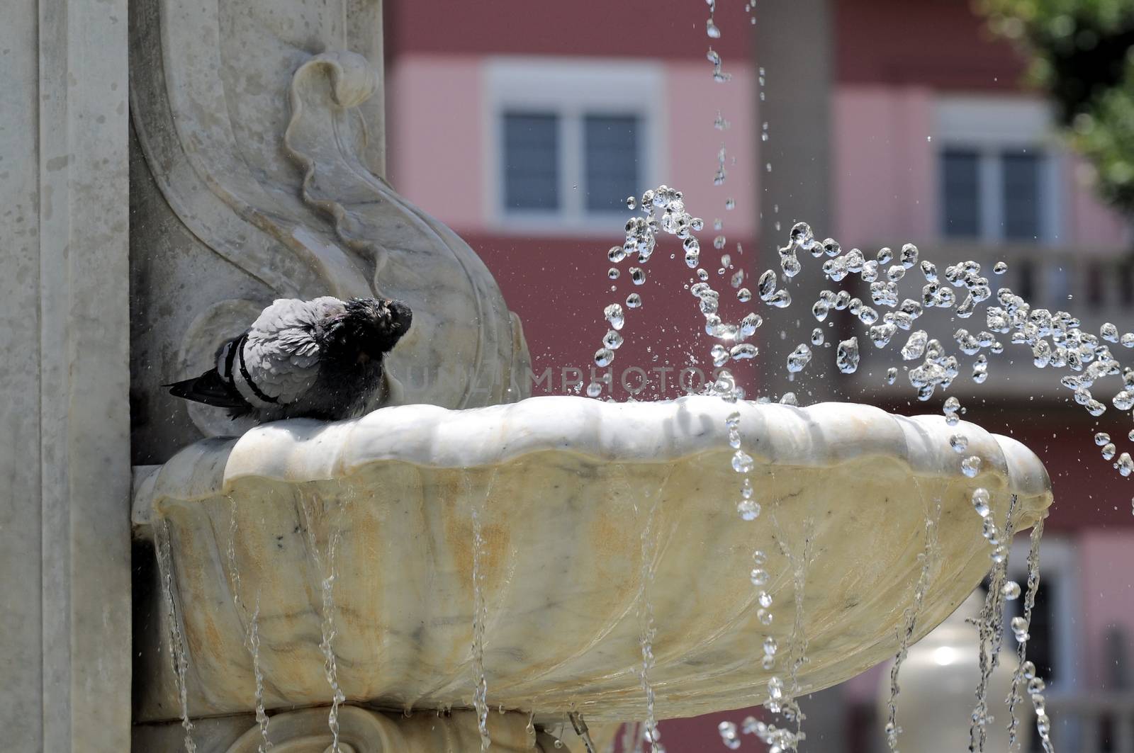 Water Splashing out of a Marble Fountain and Pigeon in Santa Cruz de Tenerife, Spain