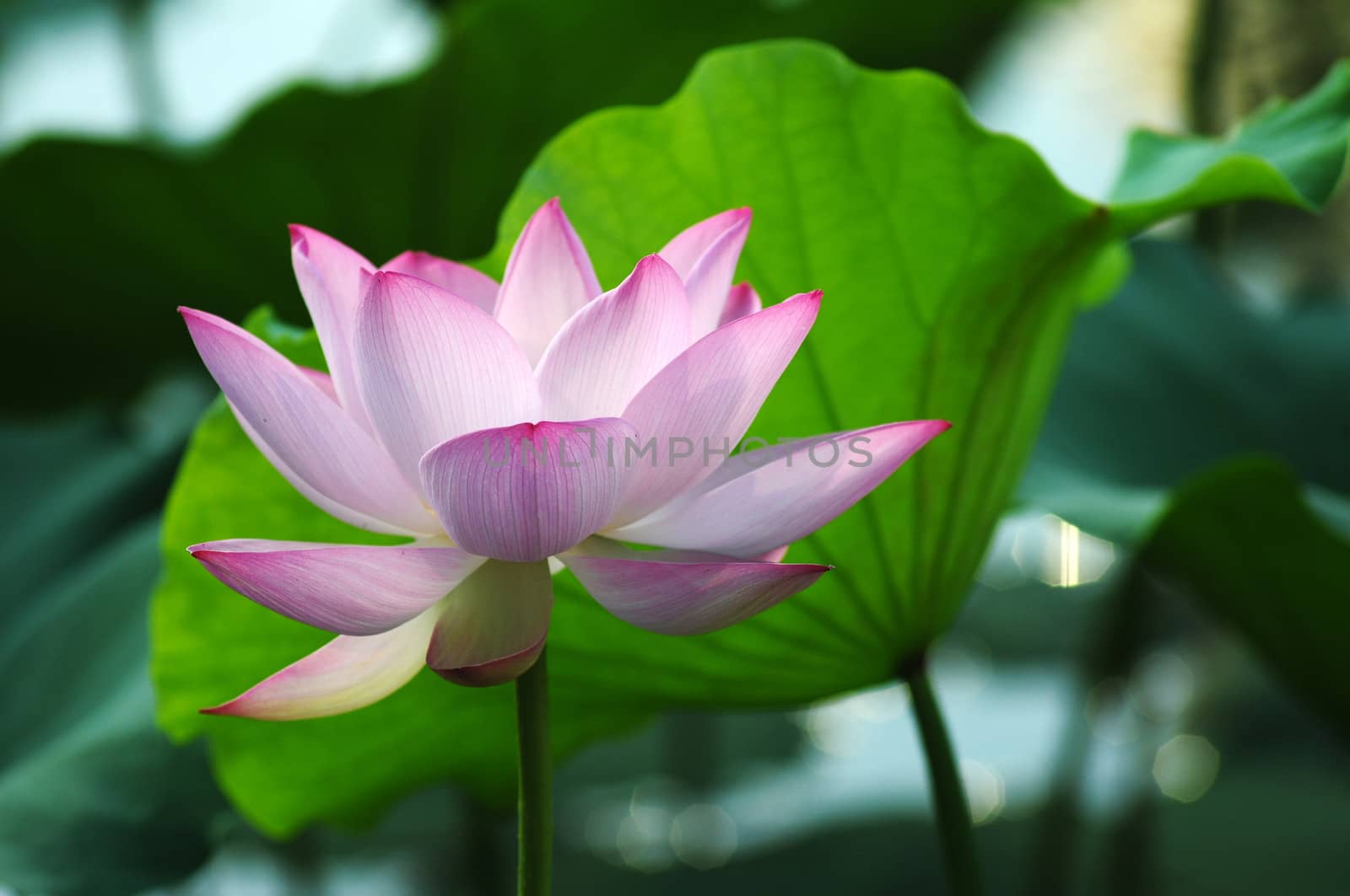 Lotus flower and plant in a pond