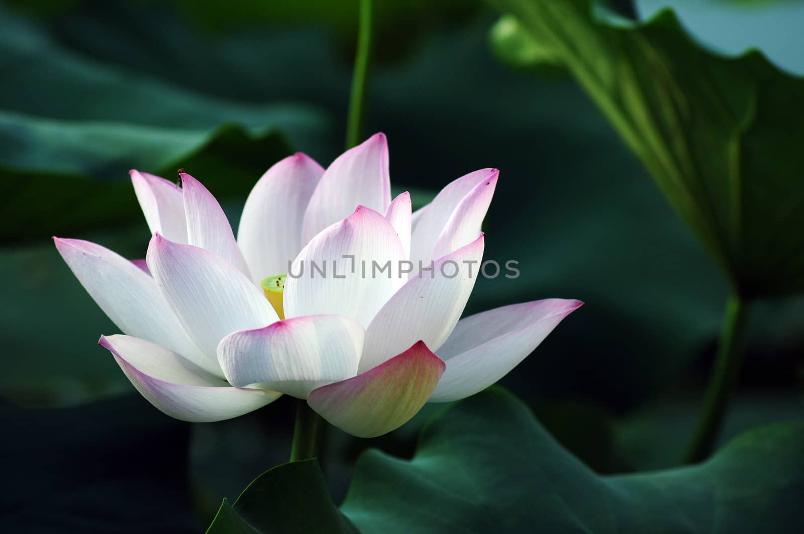 Lotus flower and plant in a pond