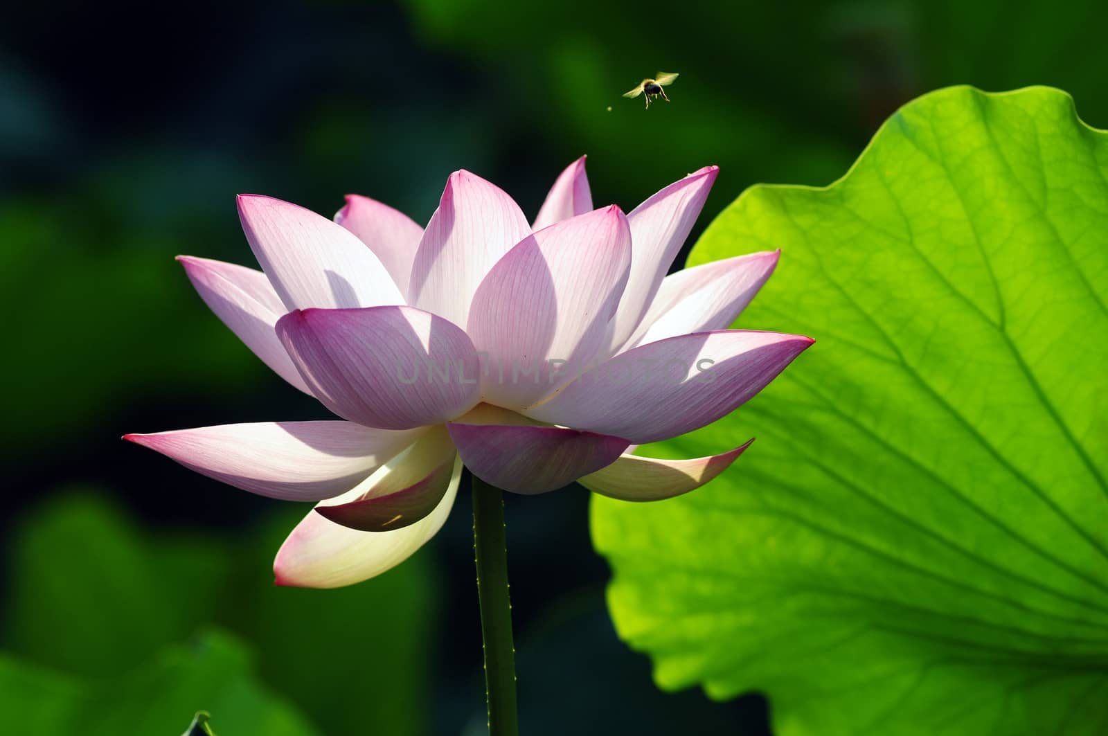 Lotus flower and plant in a pond