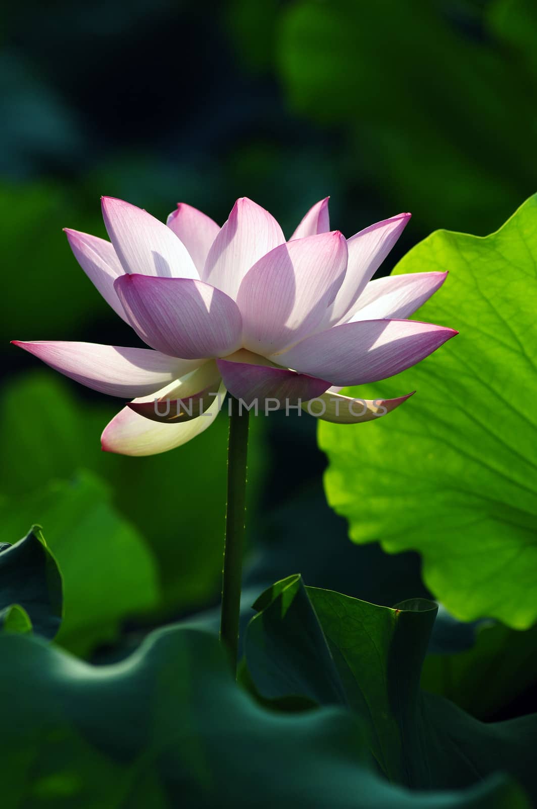 Lotus flower and plant in a pond