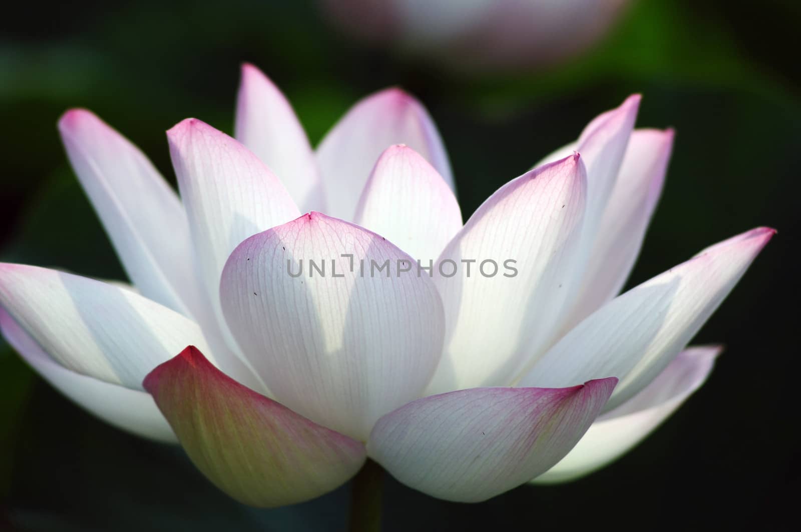 Lotus flower and plant in a pond