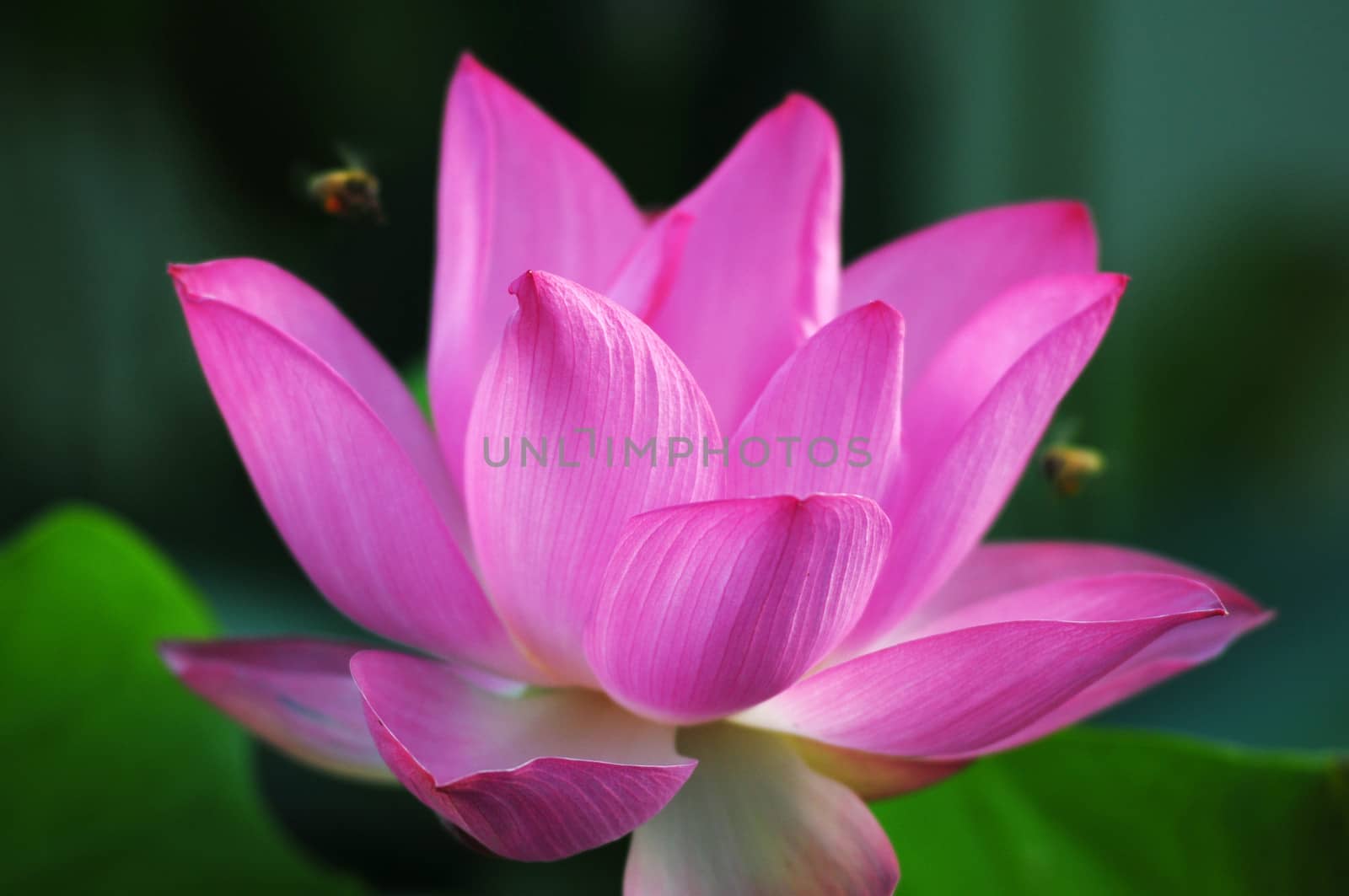 Lotus flower and plant in a pond