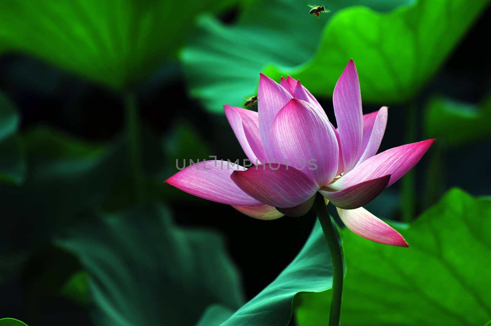 Lotus flower and plant in a pond