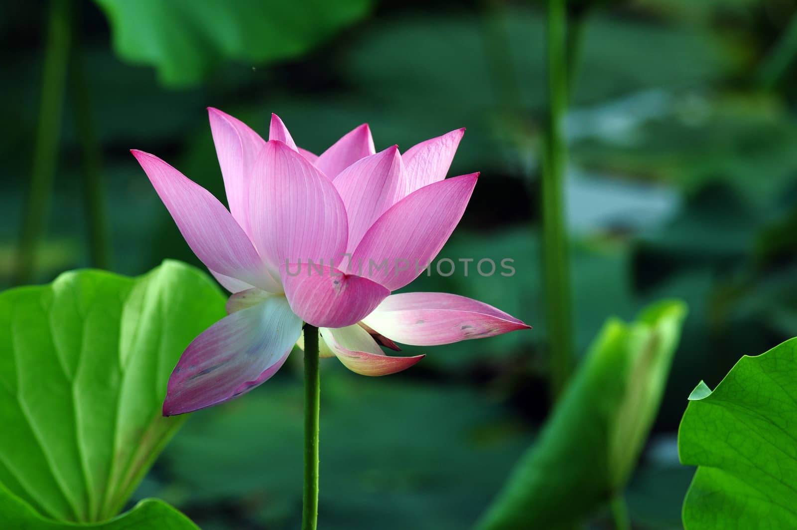 Lotus flower and plant in a pond