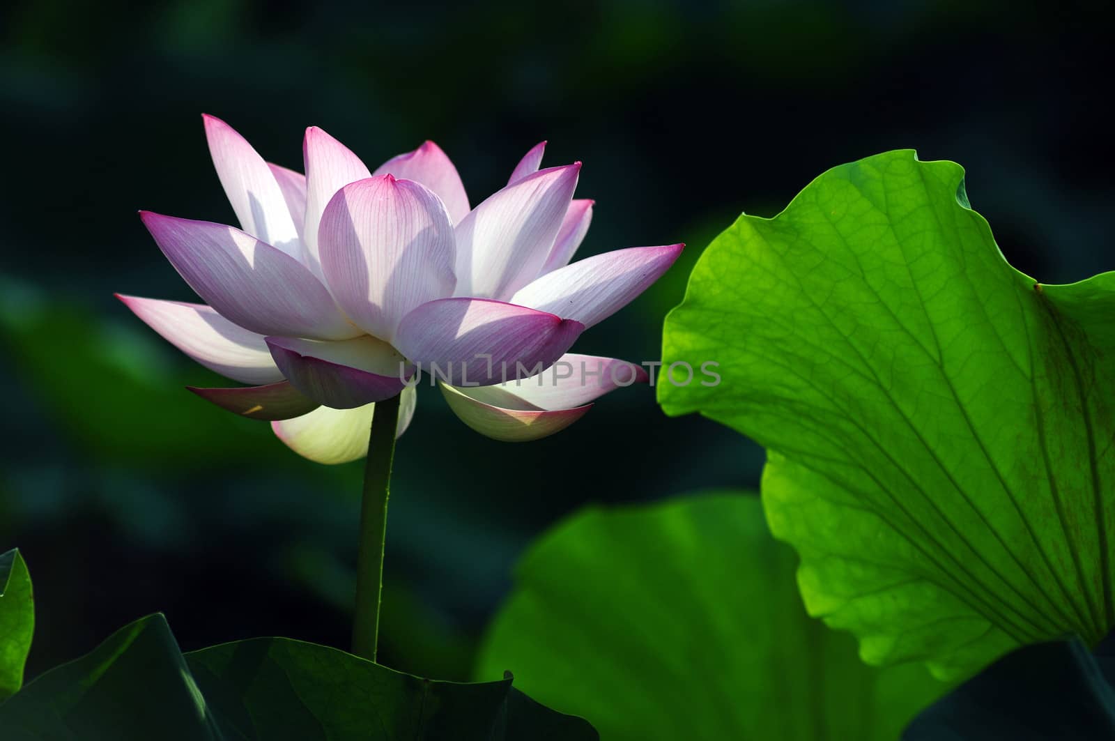 Lotus flower and plant in a pond