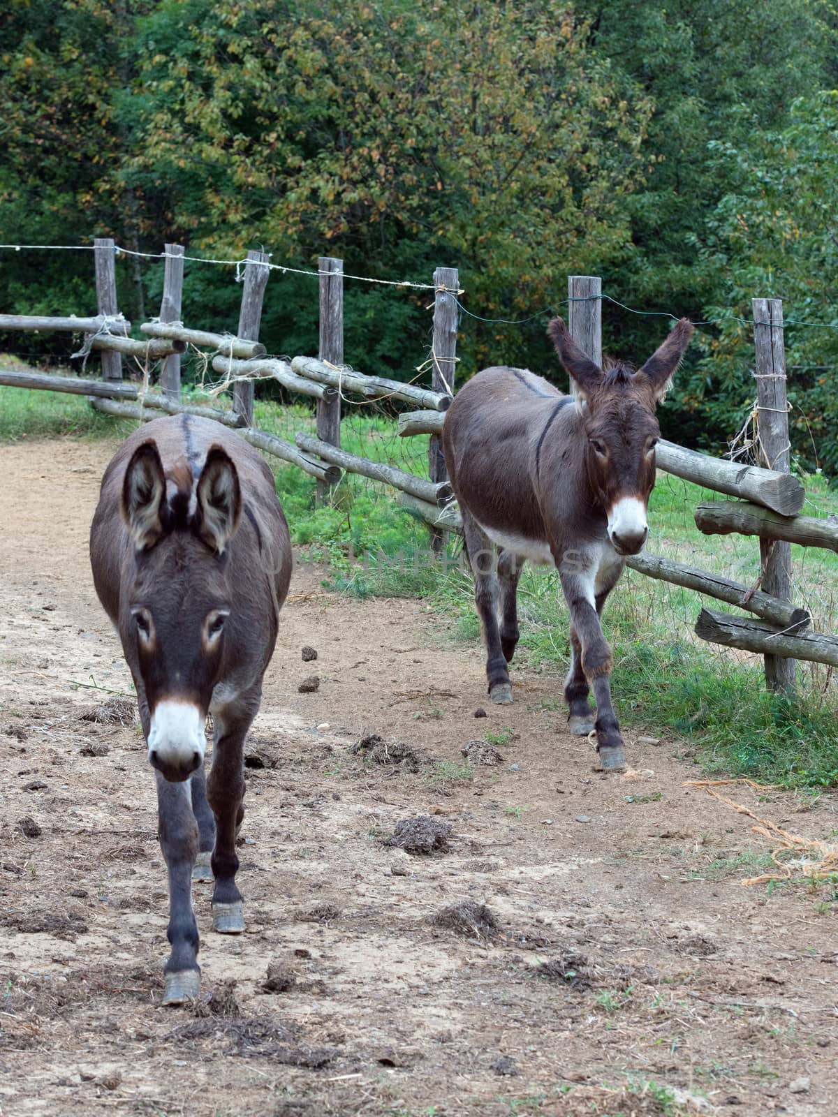 pair of donkeys observe the photographer