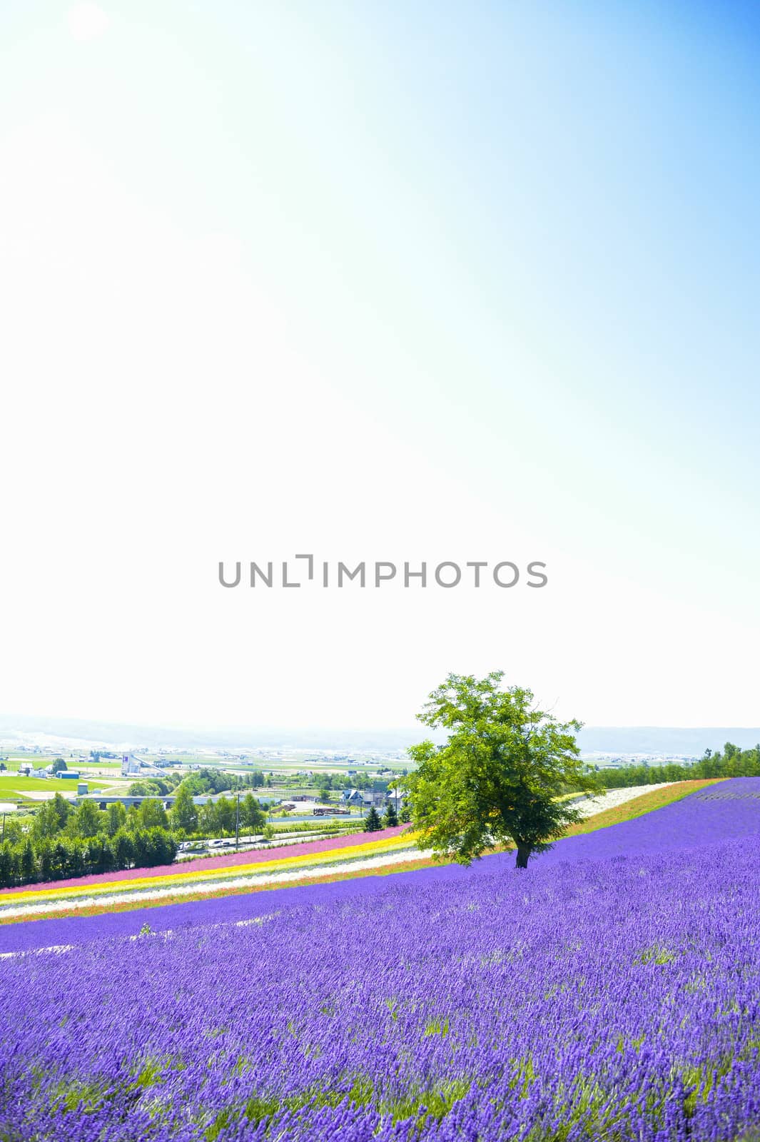 Lavender flower in the farm2