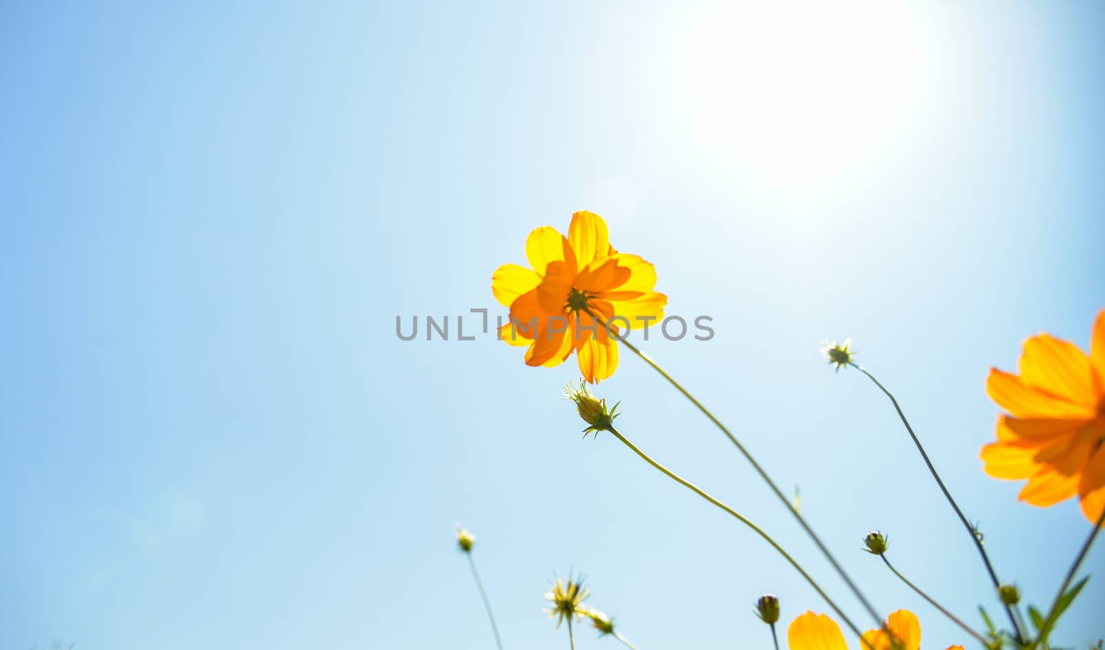 Yellow Cosmos flower with sunshine5
