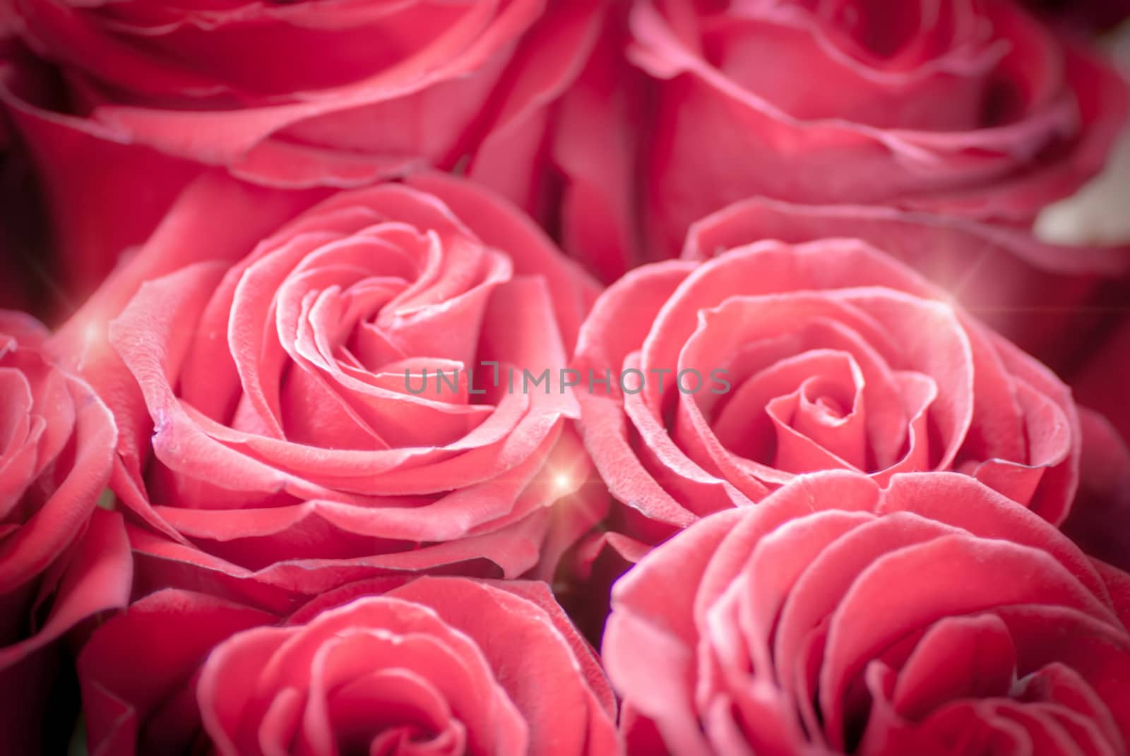 bright red roses  background by Zhukow