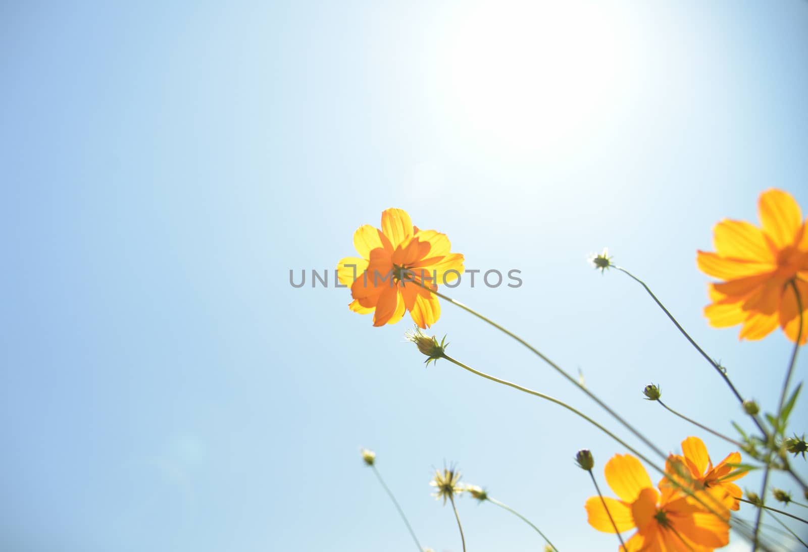 Yellow Cosmos flower with sunshine4 by gjeerawut