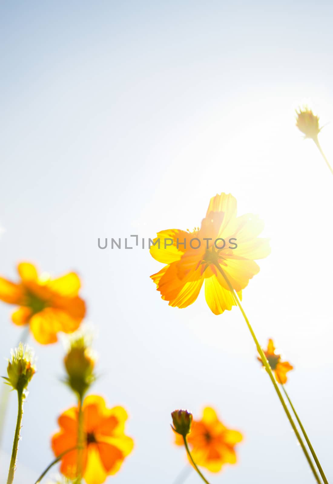 Yellow Cosmos flower with sunshine3 by gjeerawut