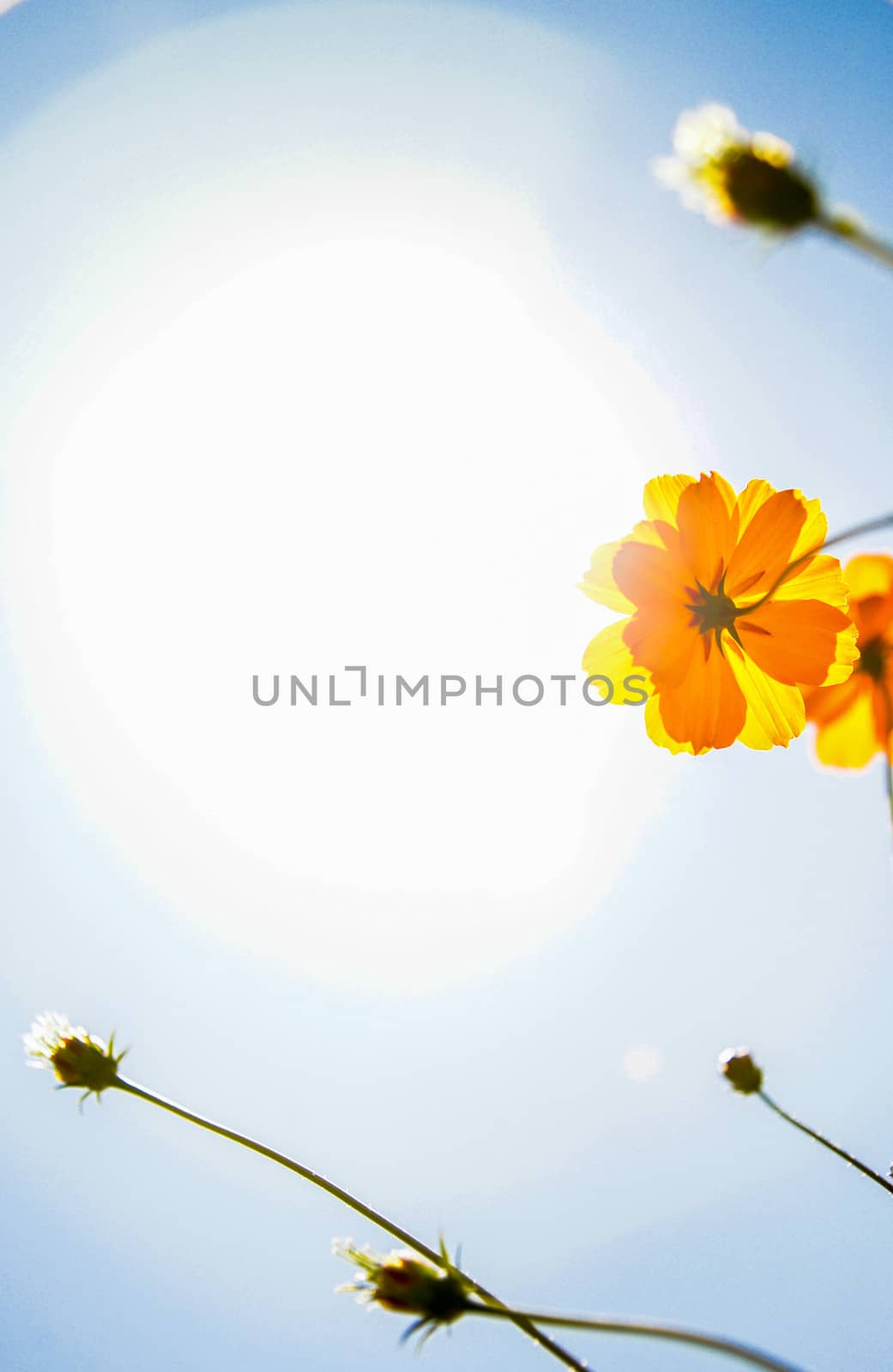 Yellow Cosmos flower with sunshine1