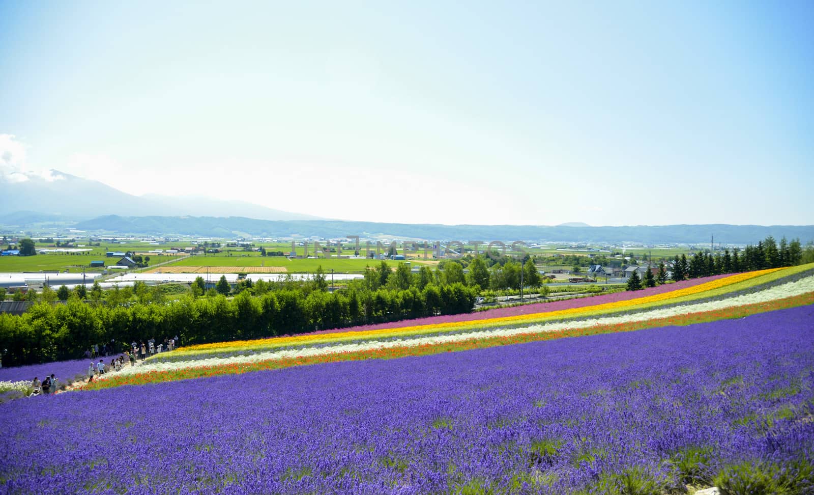 Lavender and colorful flower in the field8