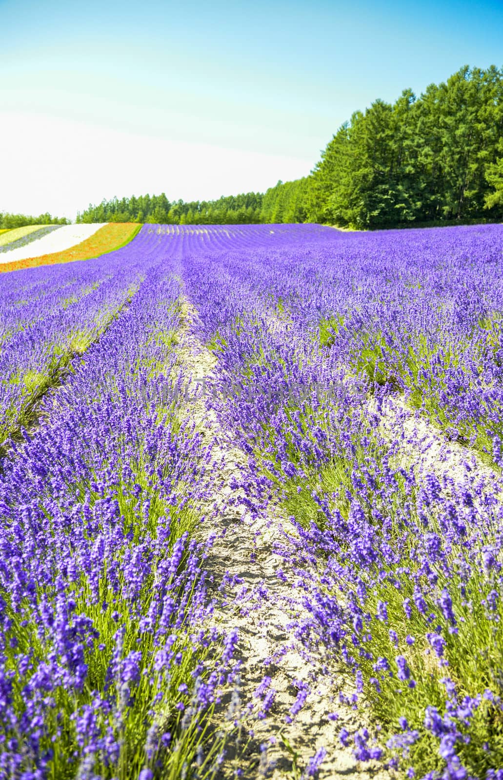 Lavender field in the row1 by gjeerawut