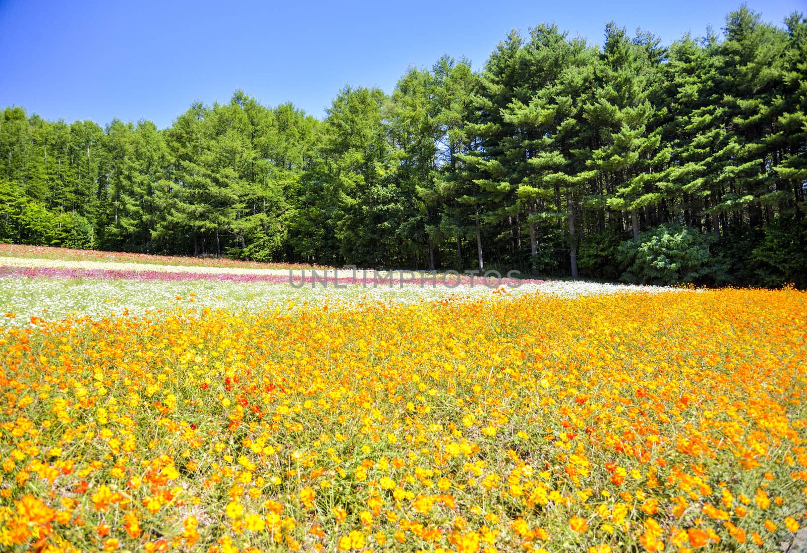 Yellow cosmos field in the farm1