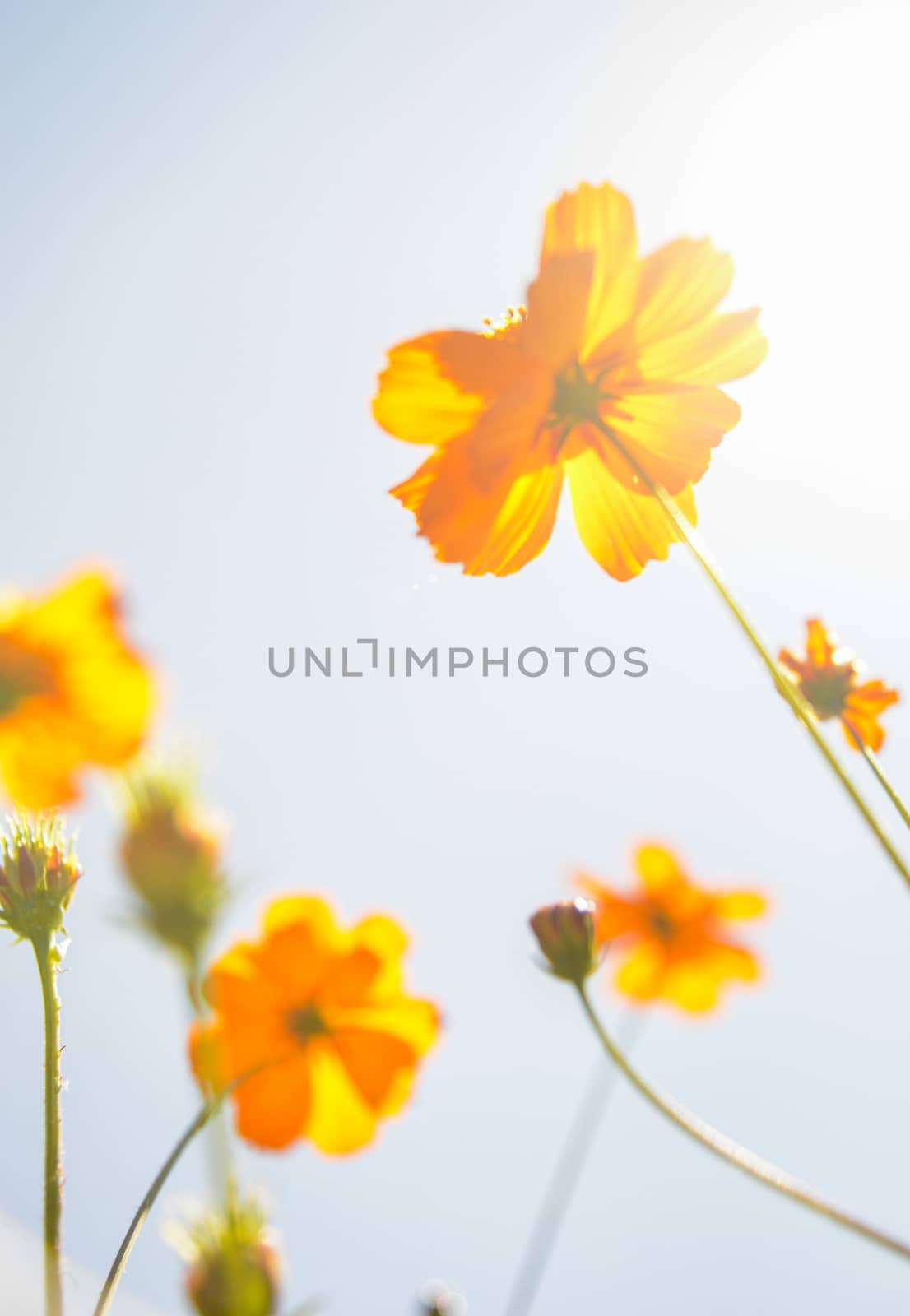 Yellow Cosmos flower with sunshine2 by gjeerawut
