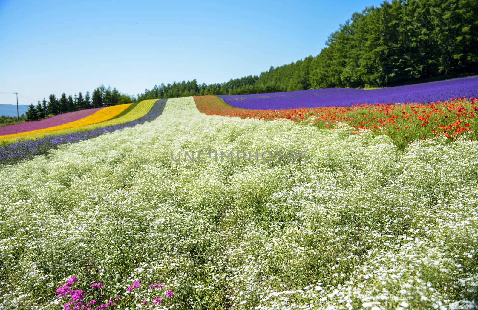 Colorful flower in the row with blue sky9