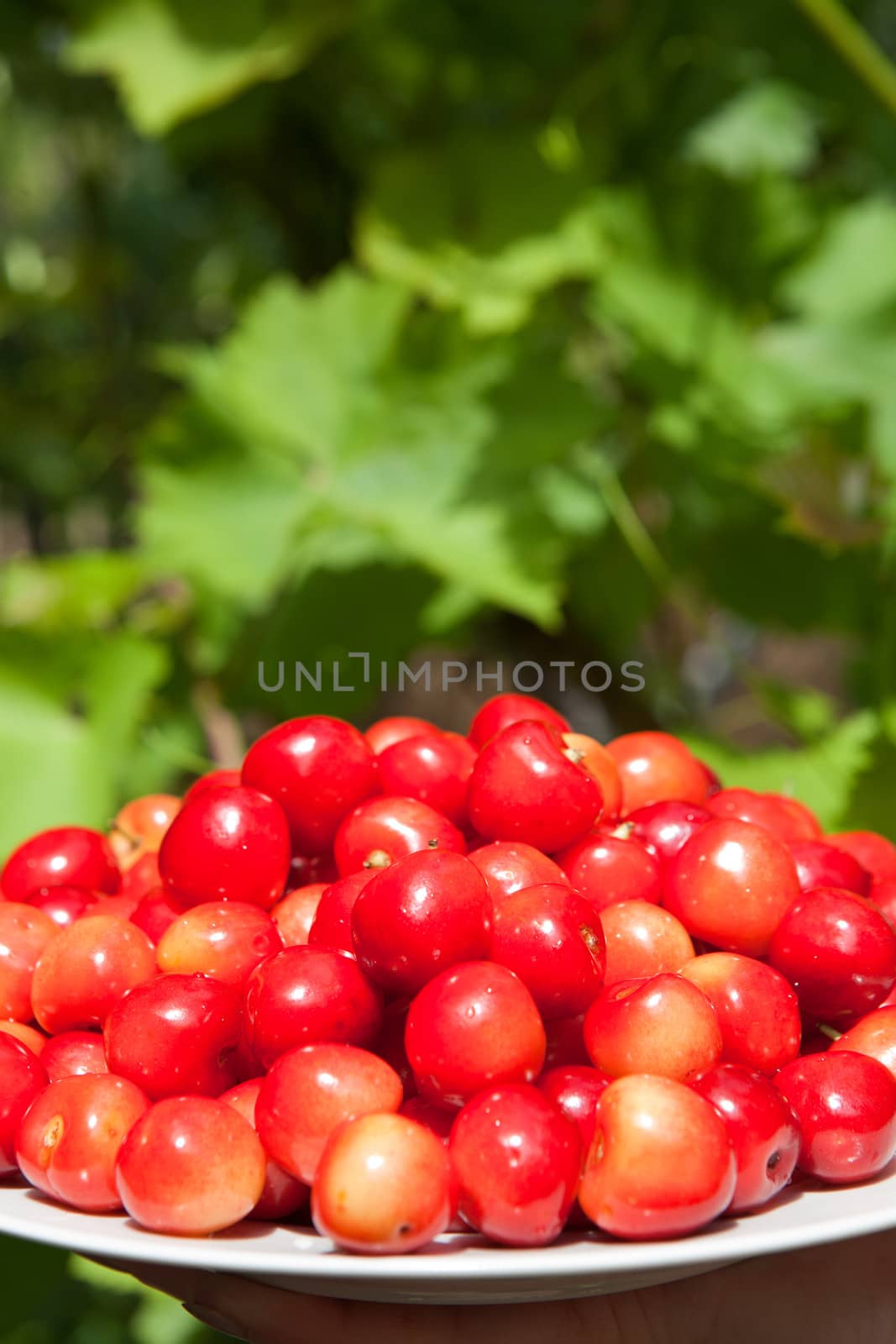 cherries in the plate by vsurkov