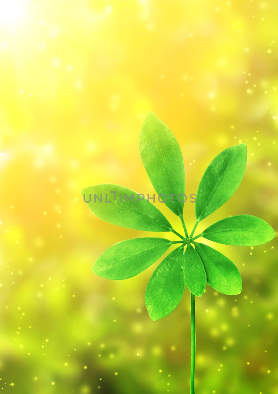 Summer background with green leaf