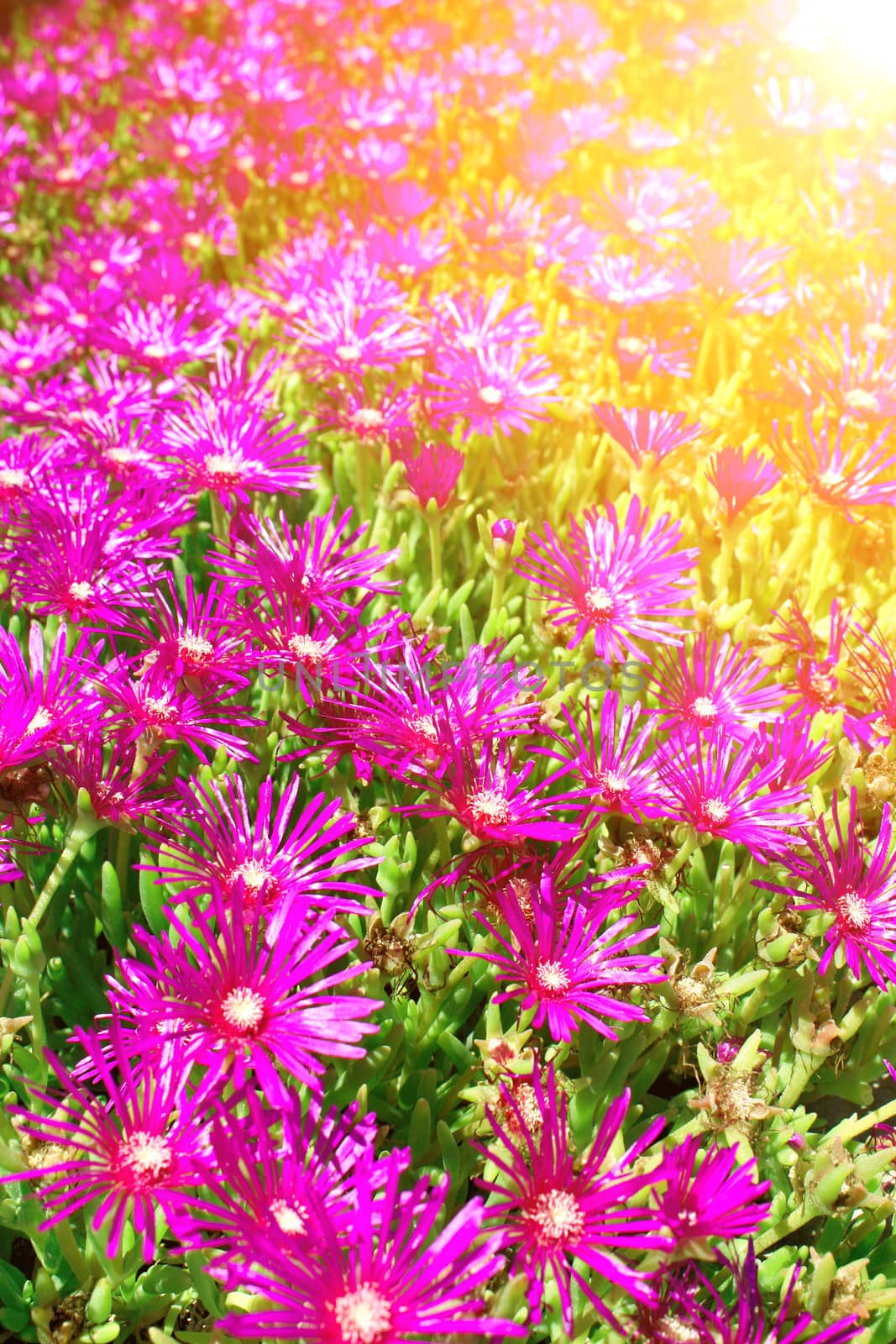 Spring flowers of lilac color