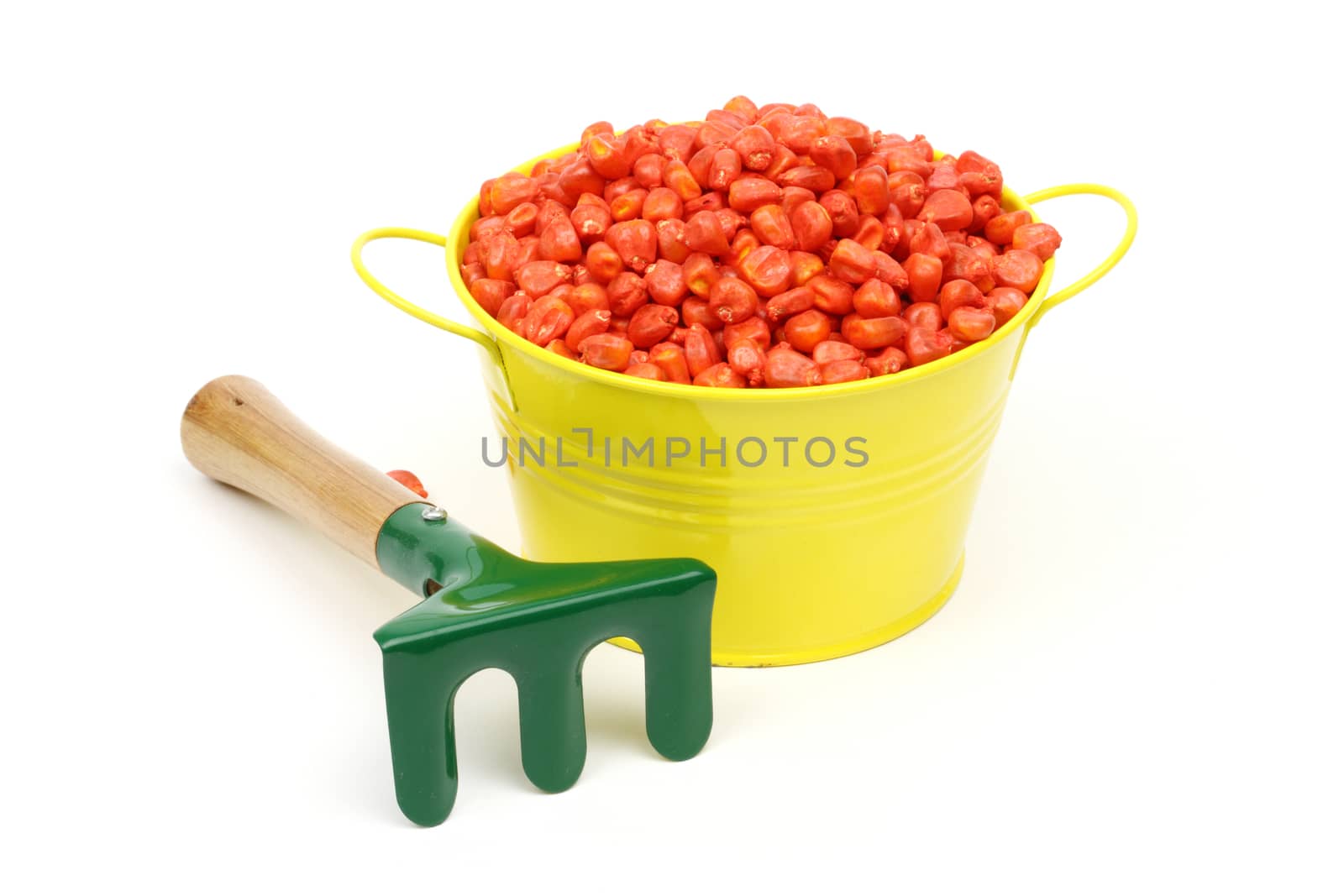 colored corn sowing seed in yellow bowl and rake