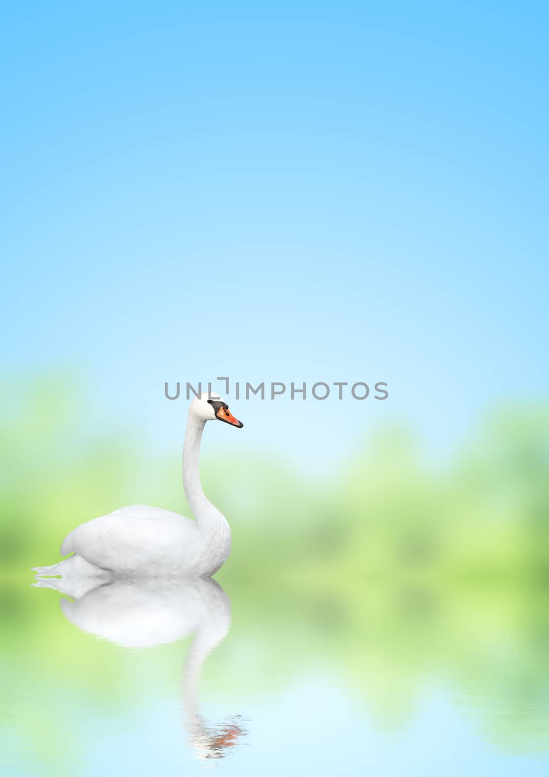 Mute swan on blue water