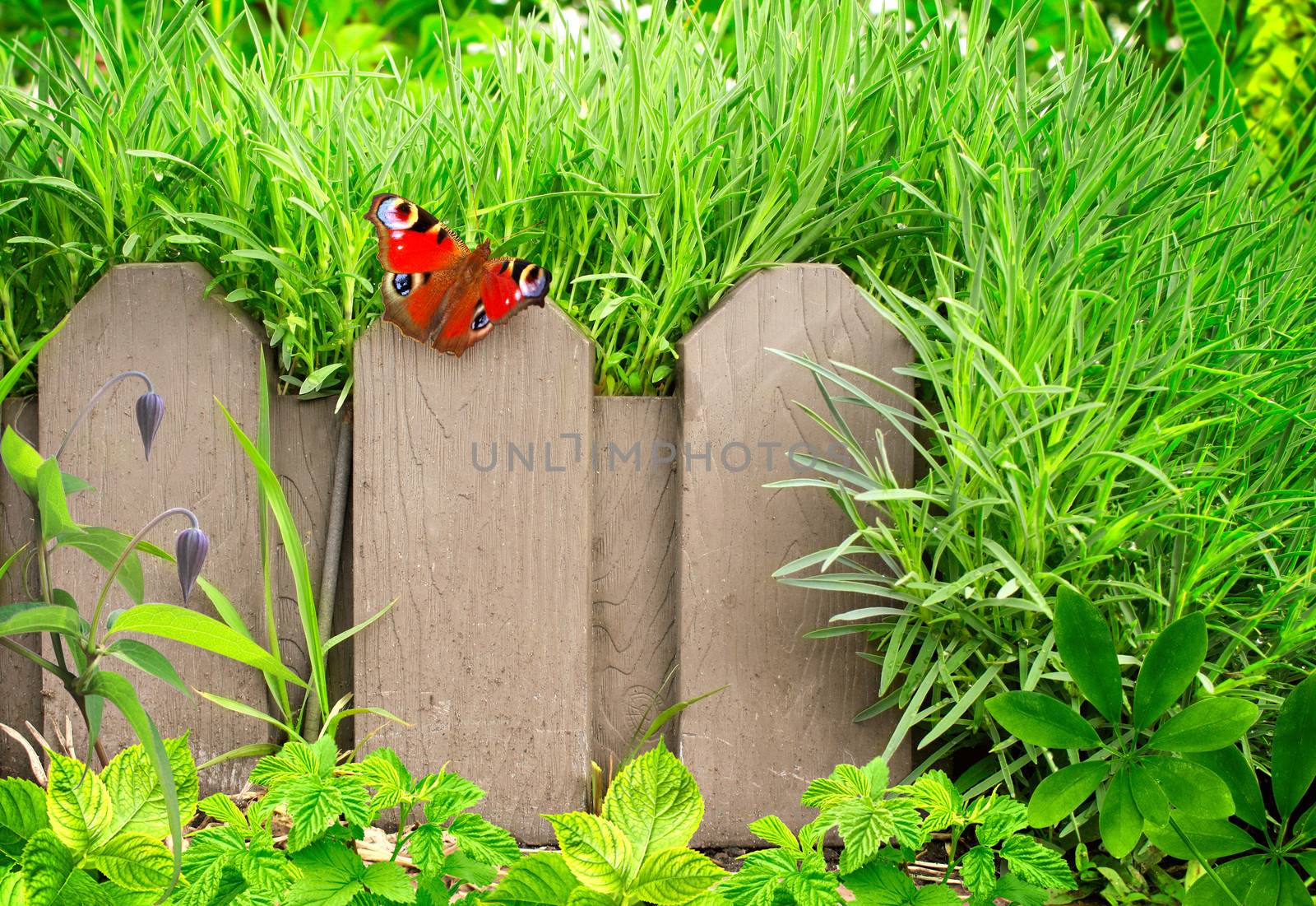 Summer background with old wooden fence, butterfly and green grass