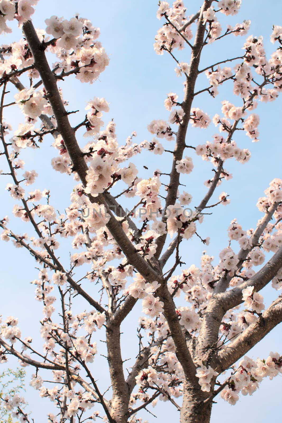 Blue sky and flower of apricot by frenta