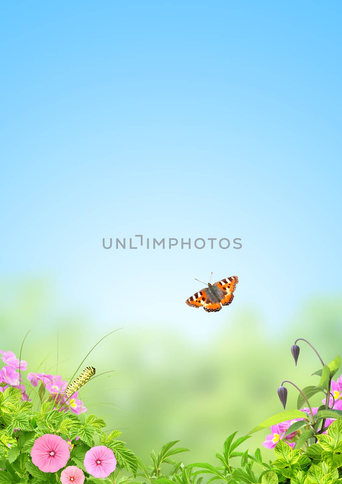 Summer frame with green leaves, flowers and insects