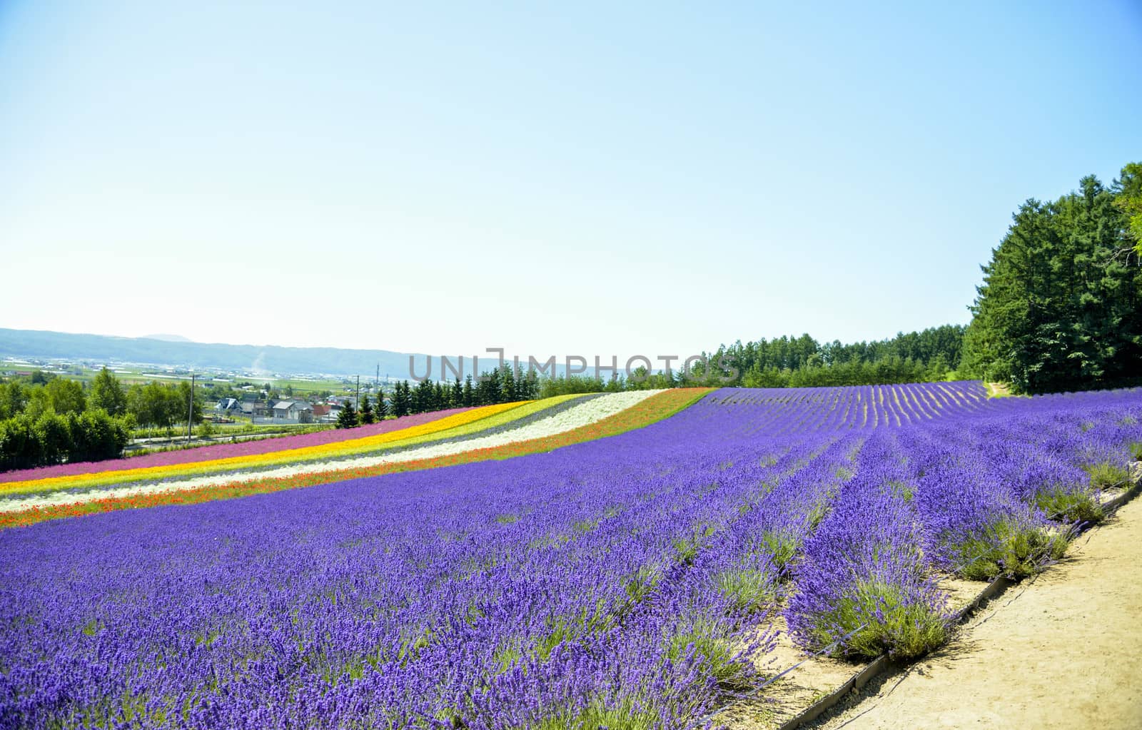 Lavender field in the row2 by gjeerawut