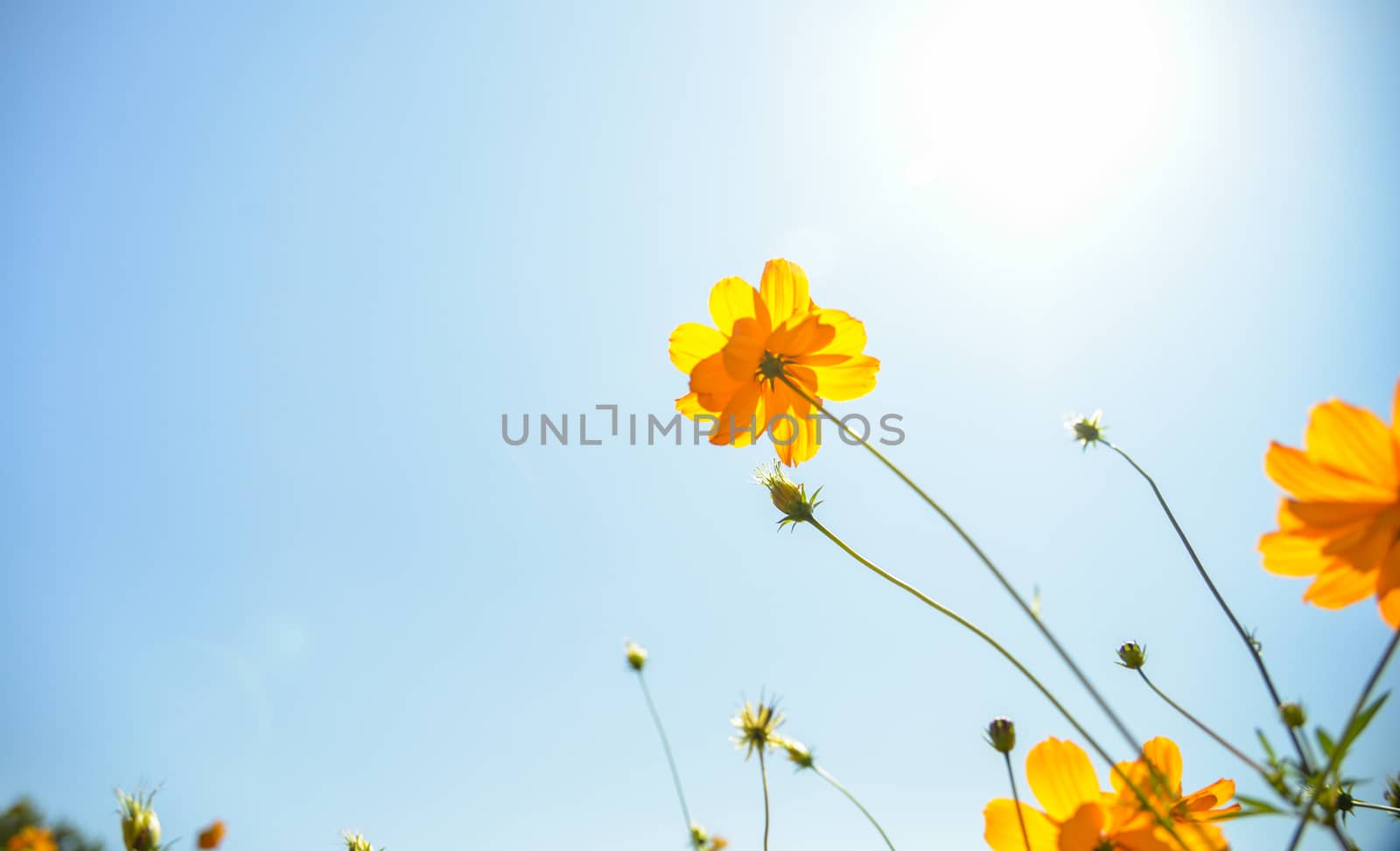 Yellow Cosmos flower with sunshine6 by gjeerawut