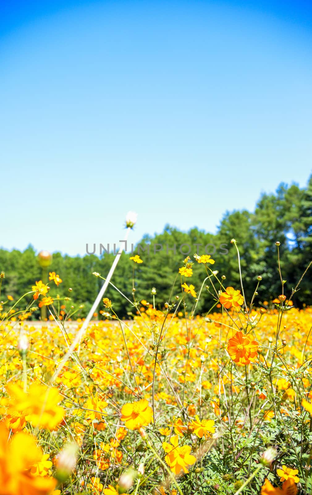 Yellow cosmos field in the farm3 by gjeerawut