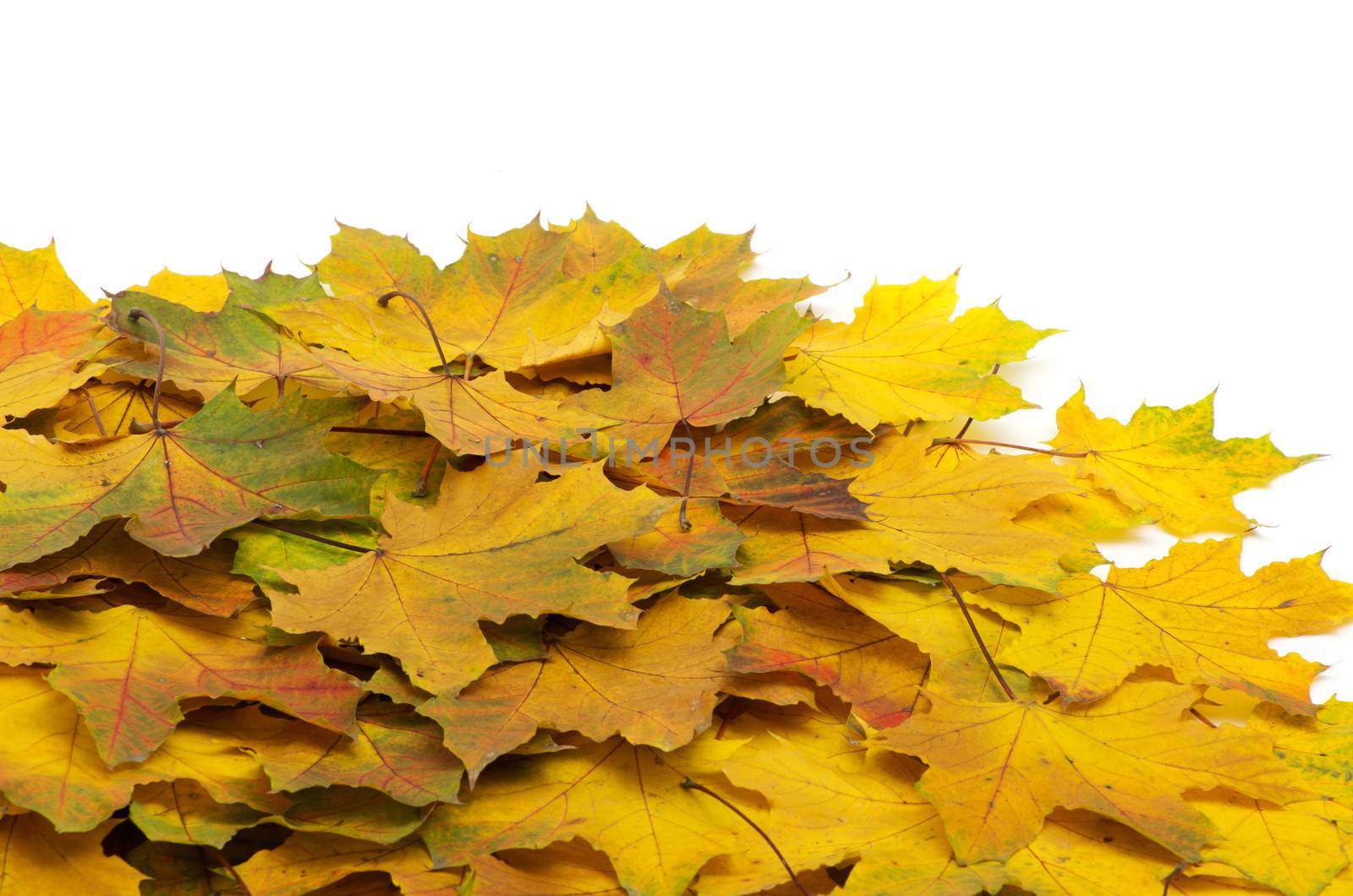 Background group autumn orange leaves